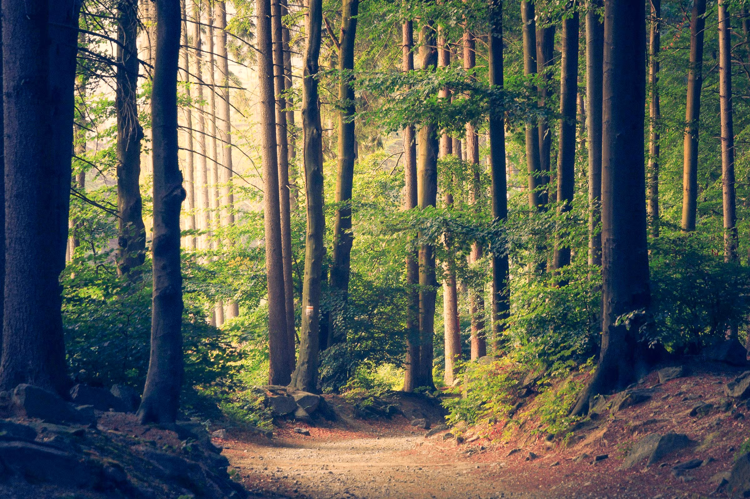 Ein Waldpfad, der zwischen Bäumen hindurch führt