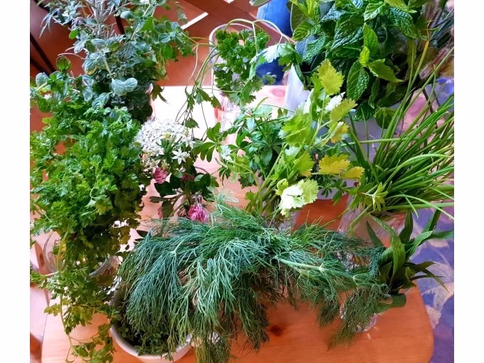 Wild & Würzig – Der Stuttgarter Kräuterkochkurs in der Kochschule Sonja Lenz in Stuttgart-Hedelfingen