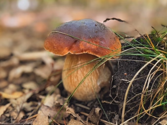 Zwischen Moos und Myzel: Pilzwanderung durch die Dübener Heide 