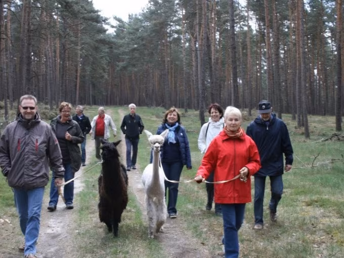 Alpaka Wanderung