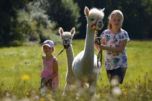 Alpaka-Erlebniswanderung in Iggensbach