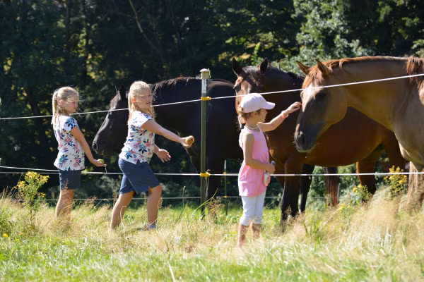 Alpaka-Erlebniswanderung in Iggensbach