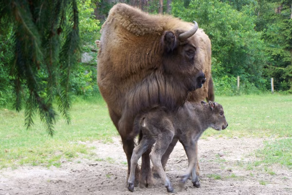 Wisent und Junges
