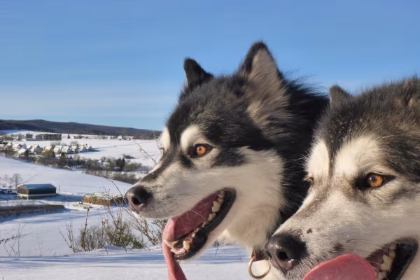 Huskywanderung im Sauerland