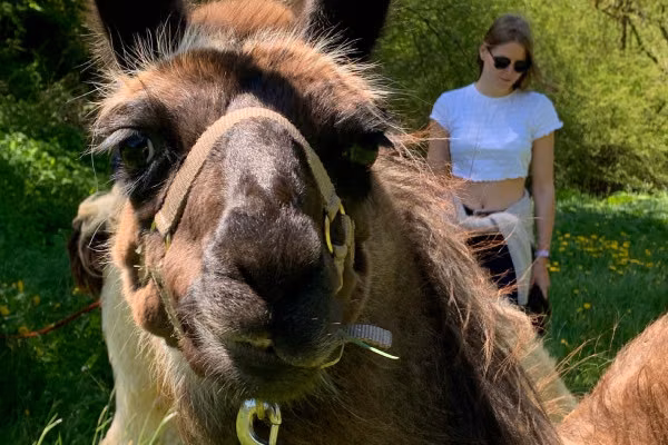 Lama-Wanderung mit Snickers von den eifelnomaden