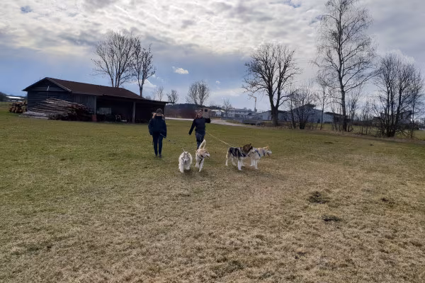 Husky-Wanderung im Unterallgäu 3,50 Std.