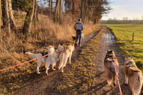 Husky-Wanderung im Unterallgäu 3,50 Std.