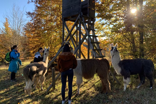 Schlemmerwanderung mit Lamas und Alpakas (Gruppentour)