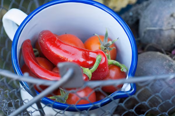 Der Selbstversorger-Kurs – Leben mit der Natur