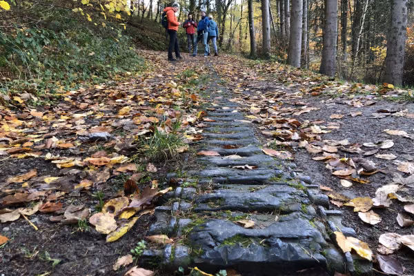 Panzerkette im Wald