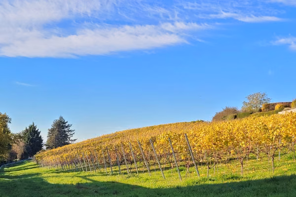 Mainz Weinwanderung Weinprobe Weintasting