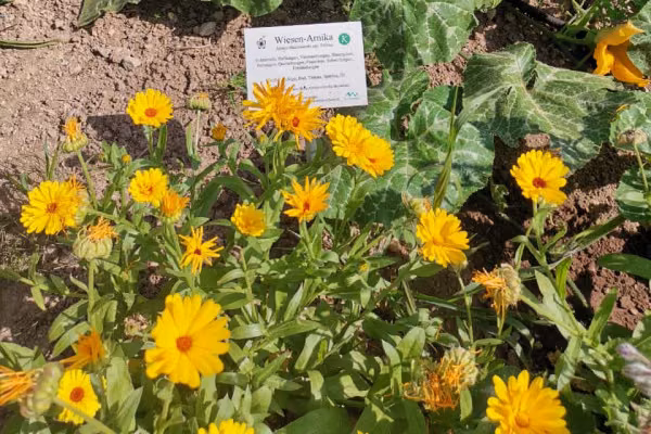 Workshop: Kneipp-Waldzeit für Kids & Teens