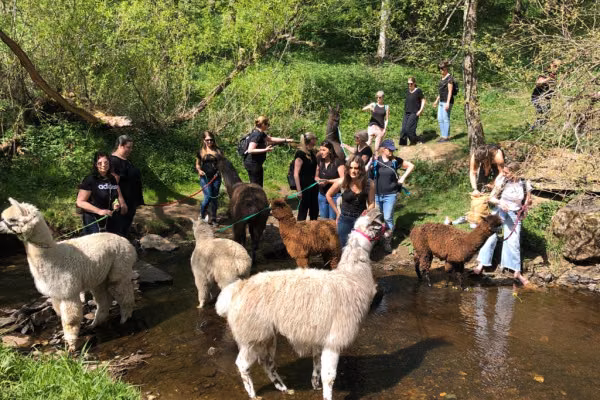 Alpakas & Lamas an ihrem Badeplatz