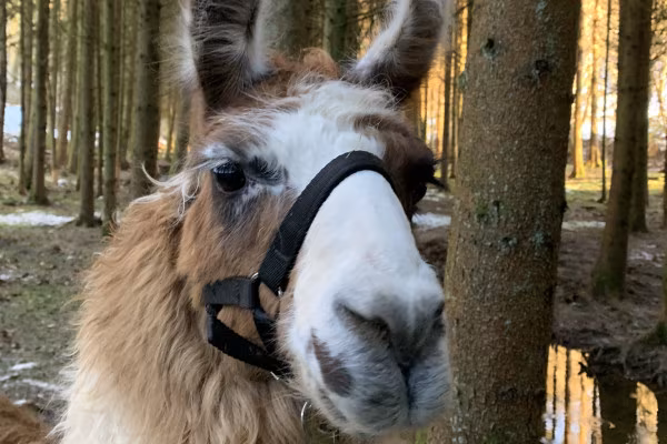 Lama Amur hat ein dickes Winterfell und fühlt sich wohl im Schnee