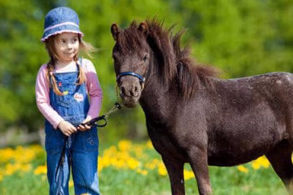 Ponyspaziergang über die Galopprennbahn