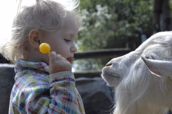 Tag im Pferdestall: Kindertagesbetreuung in Hirschburg
