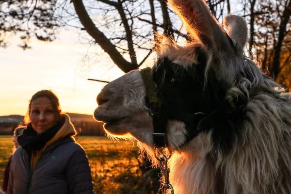 Mittsommerwanderung mit Lamas in der Eifel