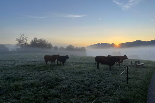 Murnau-Werdenfelser Rinder stehen früh auf der Weide