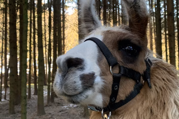 Lama- und Alpaka-Abenteuer für Familien (individuell)