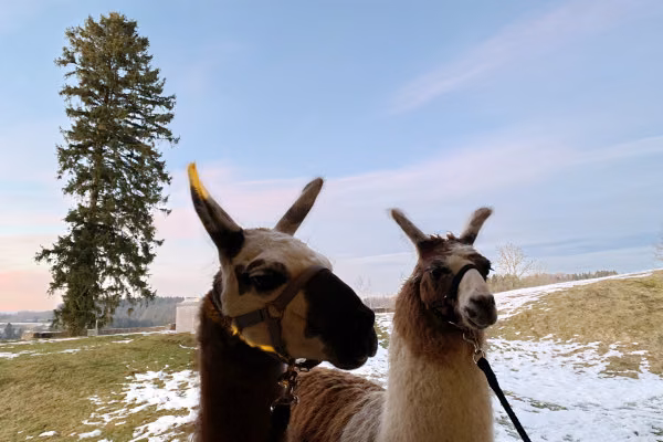 Lama- und Alpaka-Abenteuer für Familien (individuell)