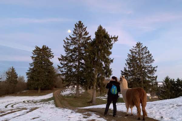 Lama- und Alpaka-Abenteuer für Familien (individuell)