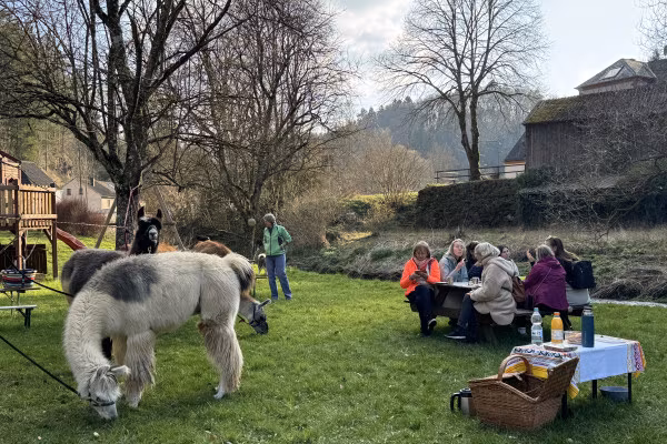 Schlemmerwanderung mit Lamas und Alpakas (Gruppentour)