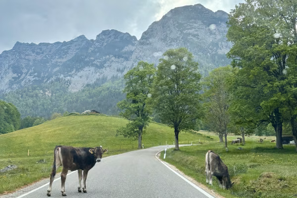 Kühe auf der Straße
