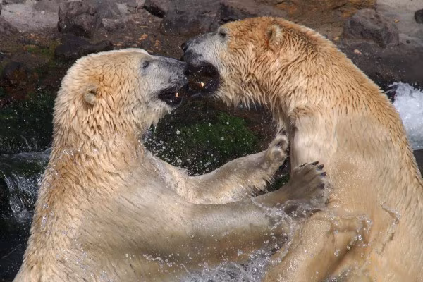 Fotokurs Hannover - Zoo