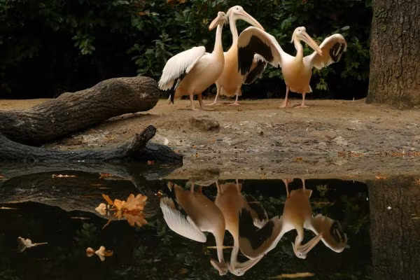 Fotokurs Hannover - Zoo