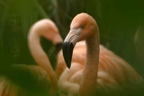 Fotokurs Hannover - Zoo