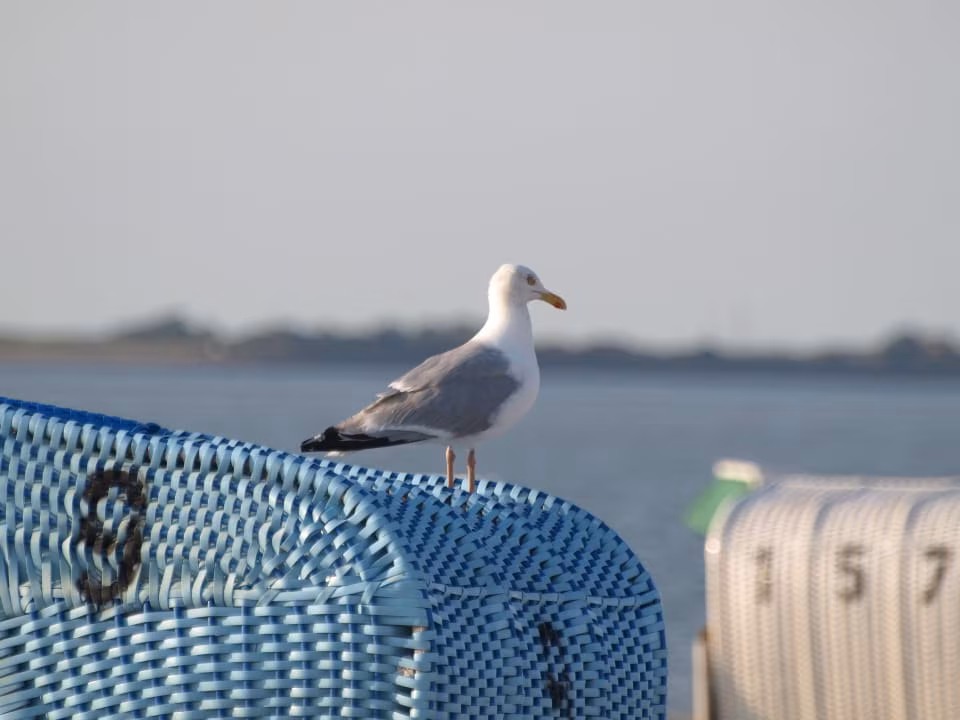 Grünstrand mit Hund (Schillig)