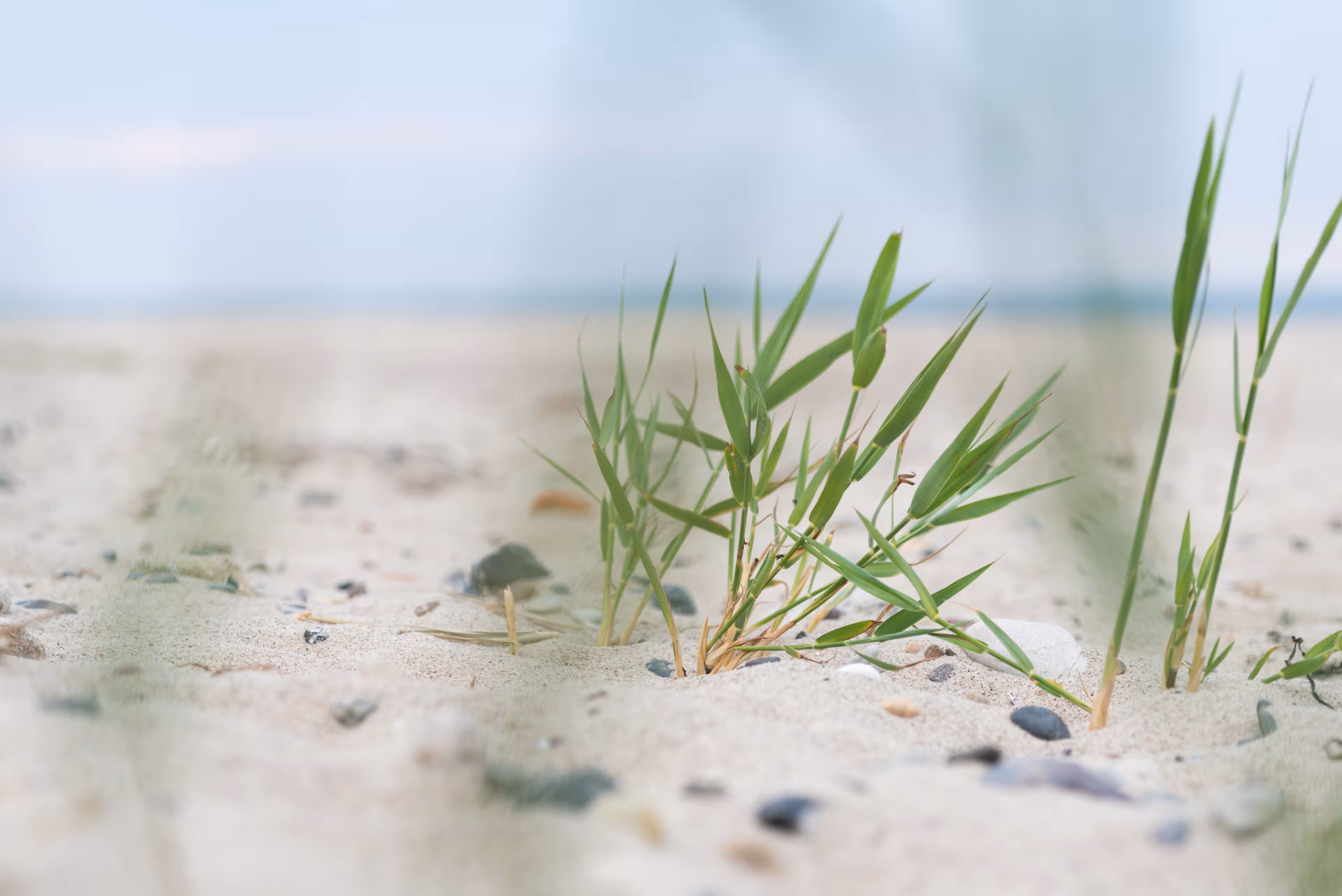 Schilf am Strand von Warnemünde