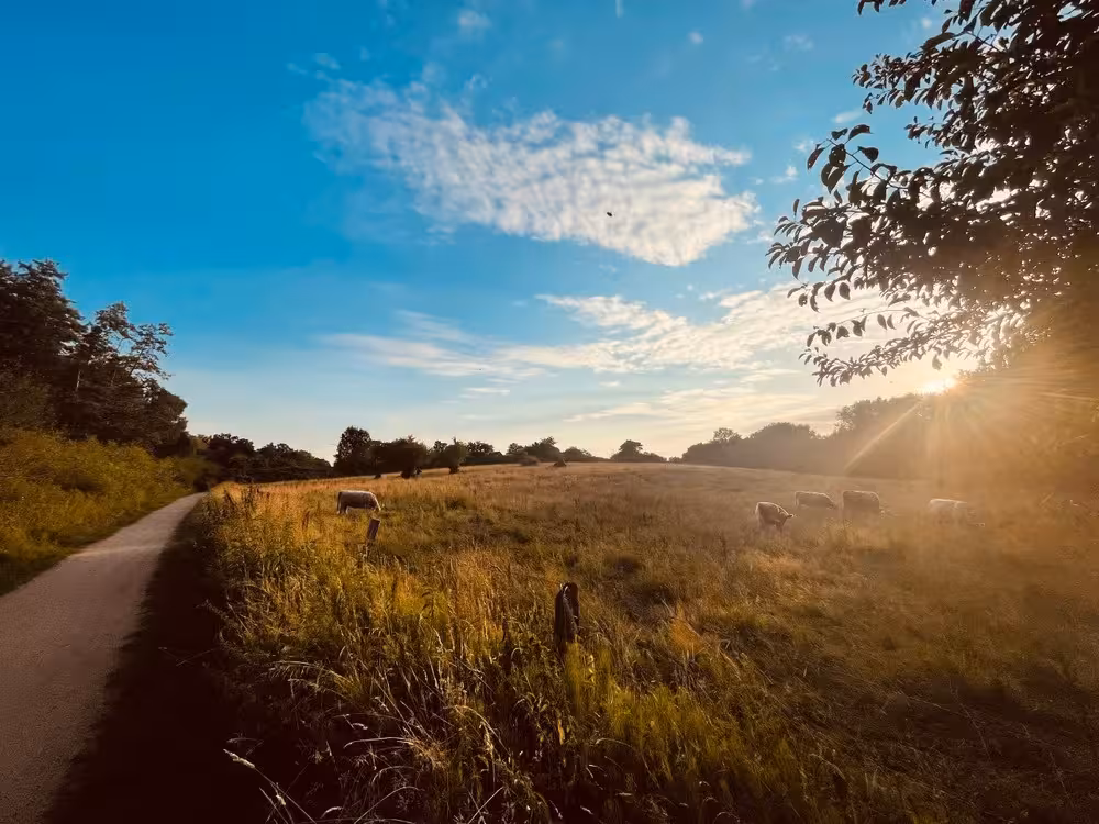 Eine Wiesenlandschaft bei Sonnenuntergang nahe der Wakenitz