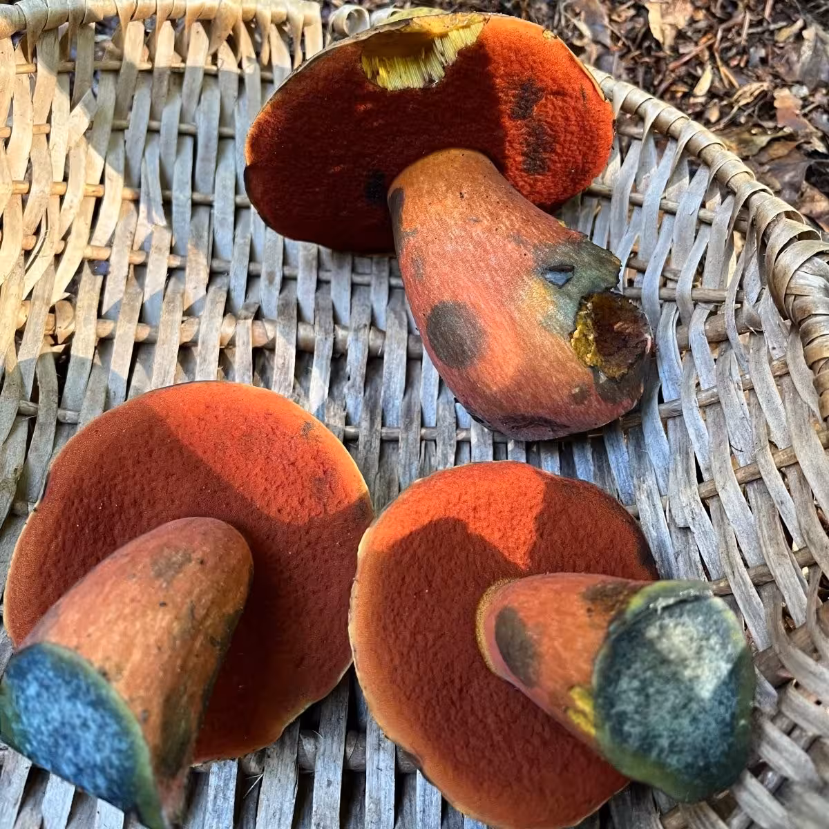 3 rötliche Pilze in einem Korb