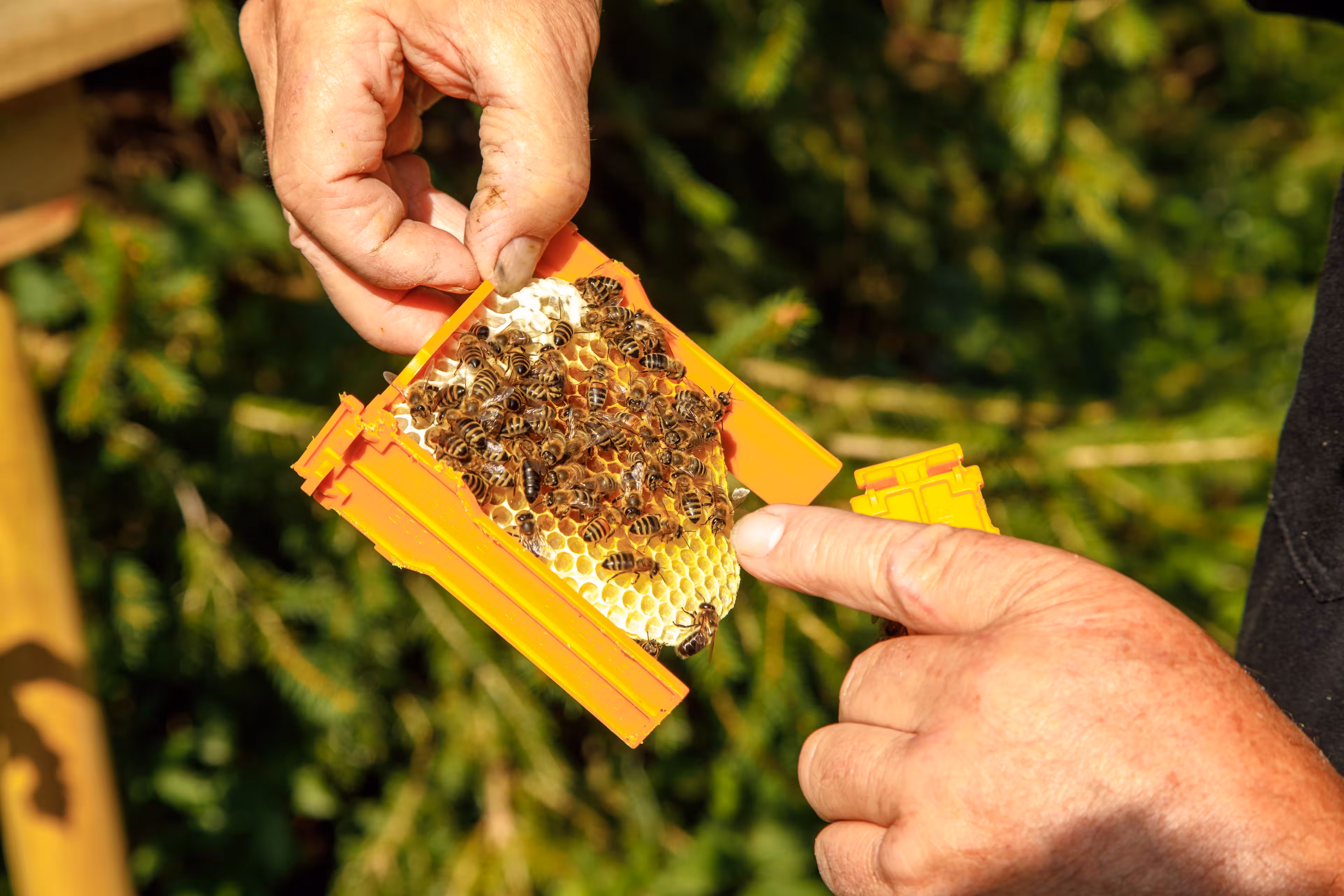 Bienen auf einer Wabe