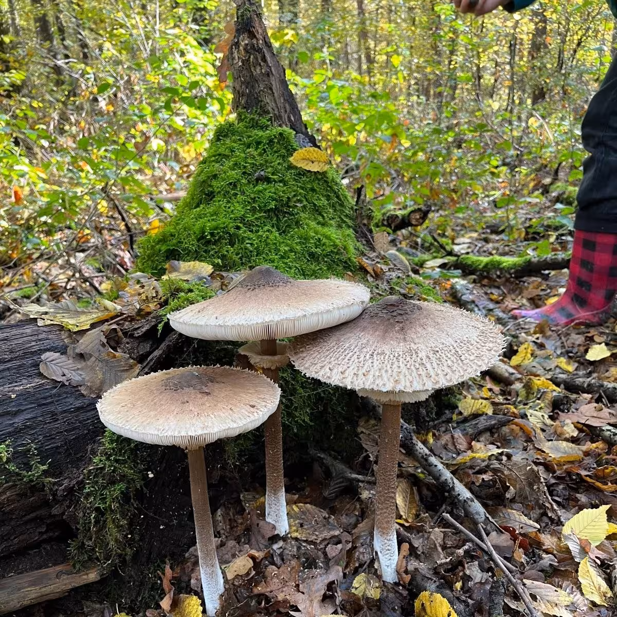 Pilze im Wald