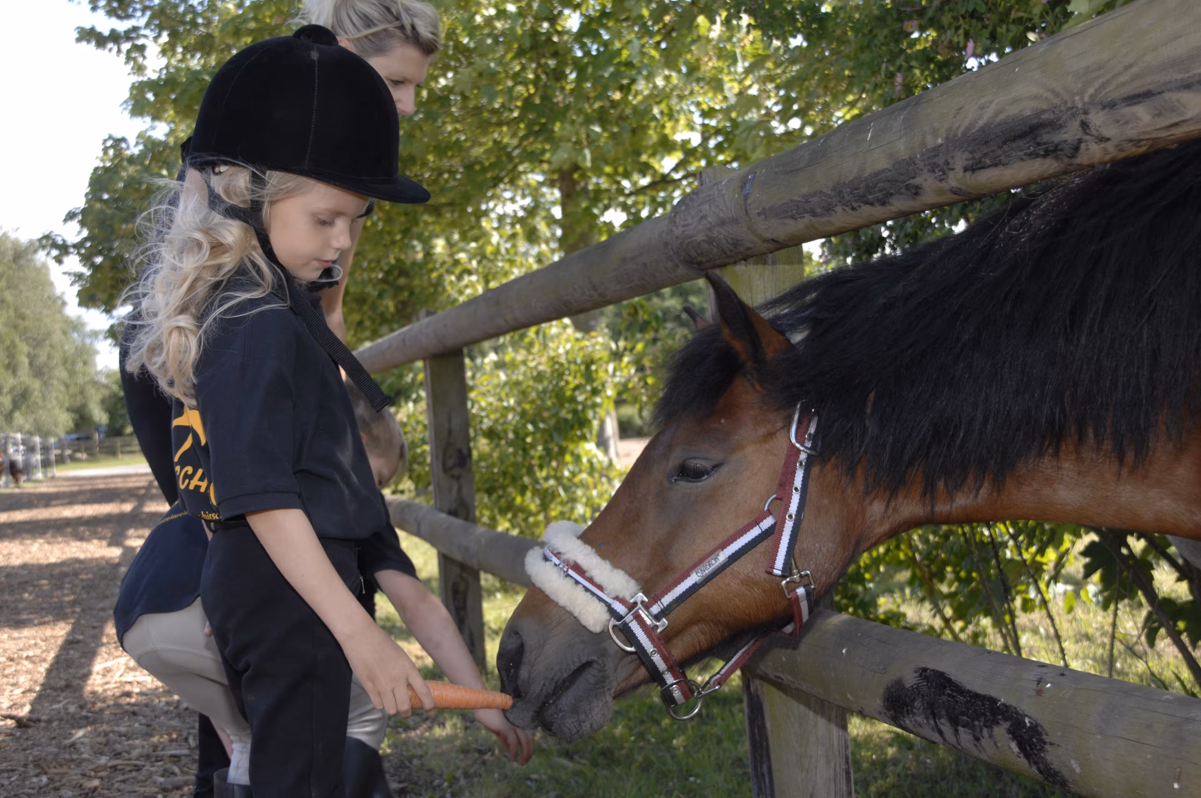 Ein Mädchen füttert ein Pferd durch einen Zaun mit einer Möhre