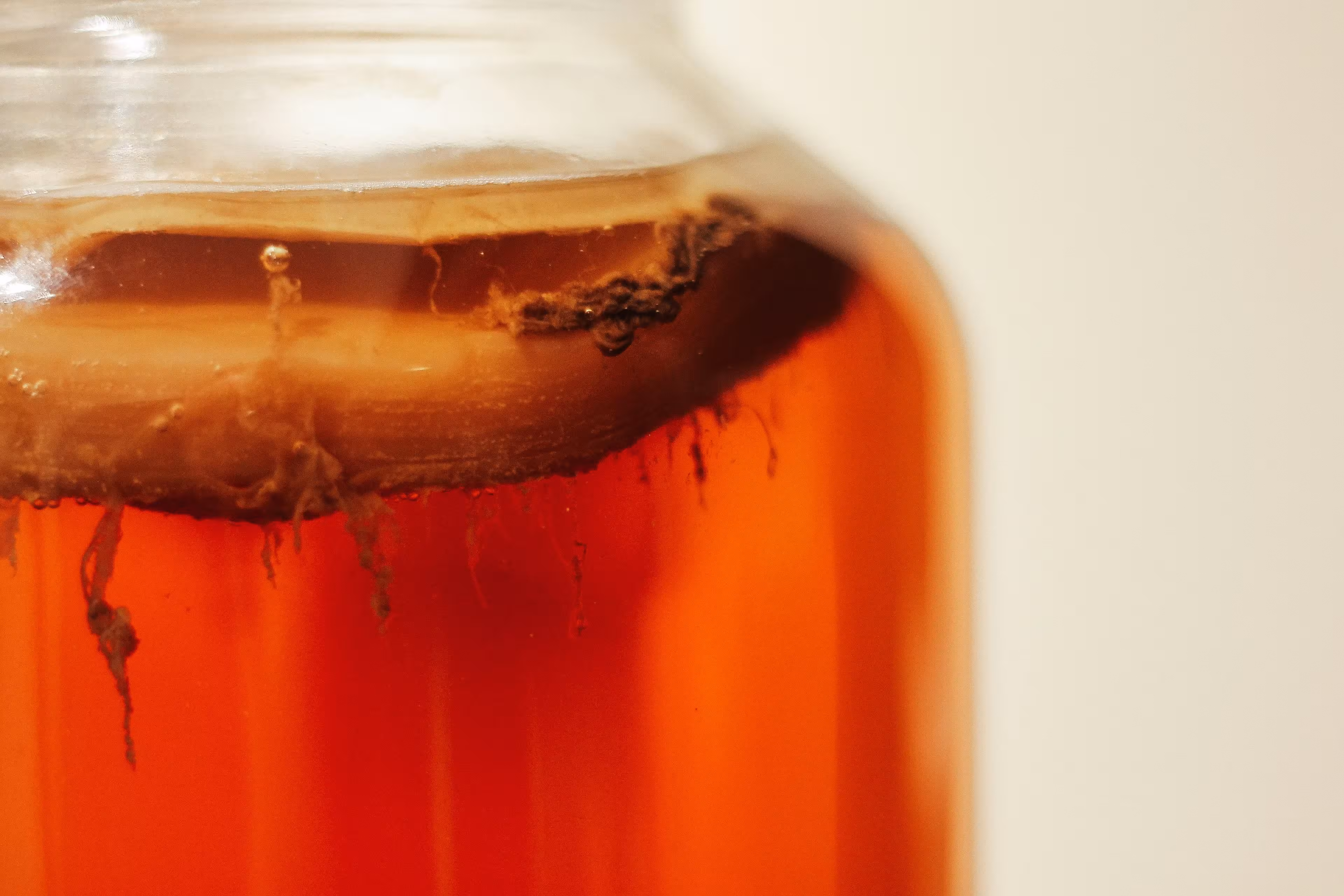 Angesetzter Kombucha in einem Glasgefäß