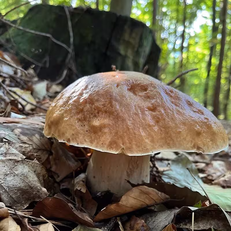 Ein brauner Pilz steht im Wald.