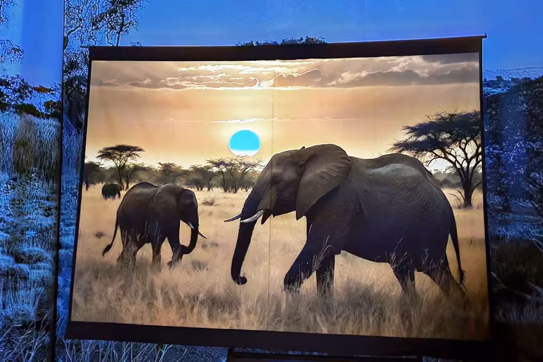Beleuchtete Diorama-Darstellung zweier Elefanten in afrikanischer Savannenlandschaft bei Sonnenuntergang im Wildlife Usedom.