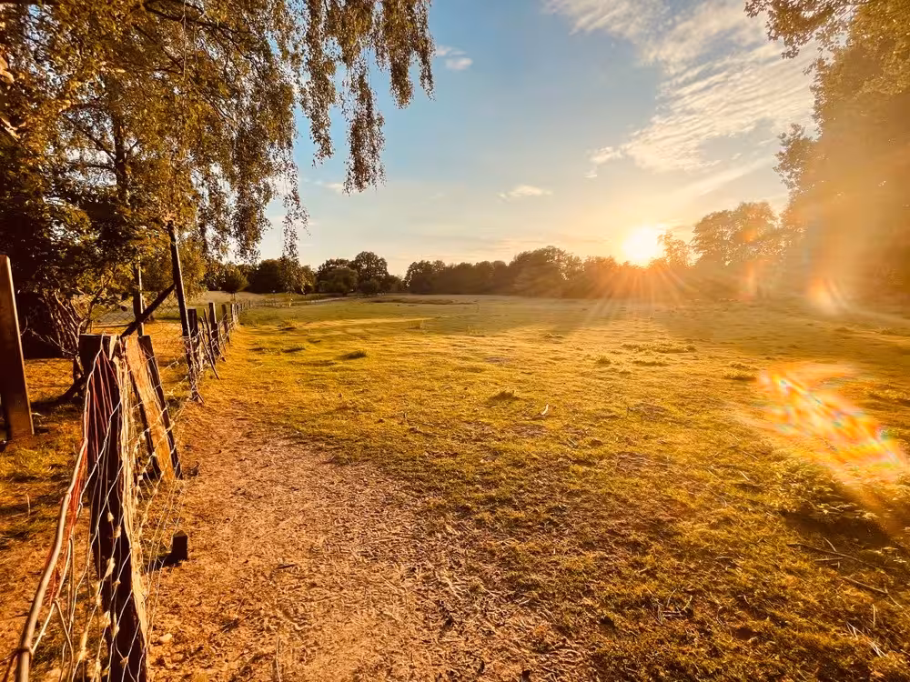 Eine Wiese mit Bäumen bei Sonnenuntergang nahe der Wakenitz