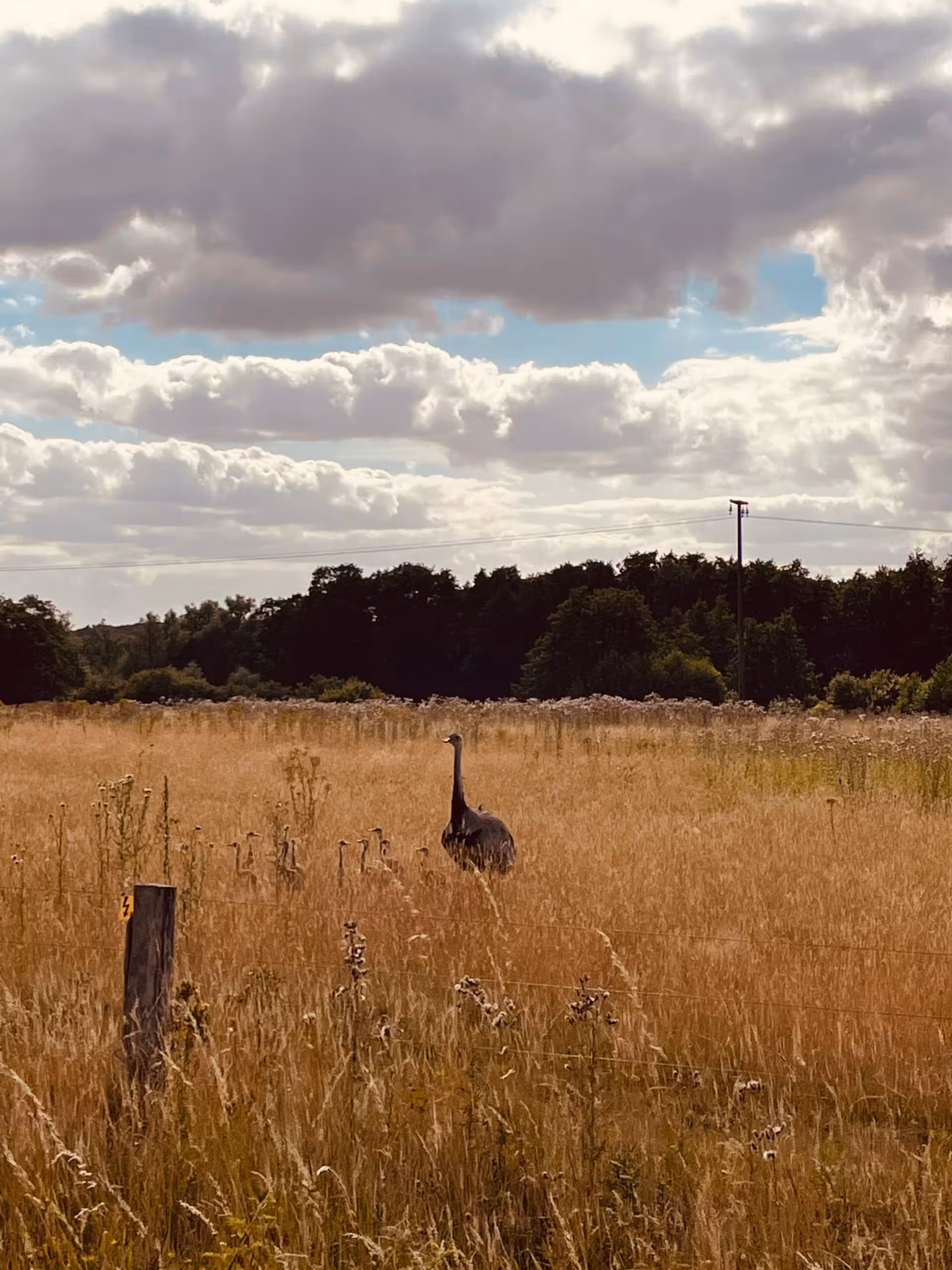 Ein freilaufender Nandu an der Wakenitz