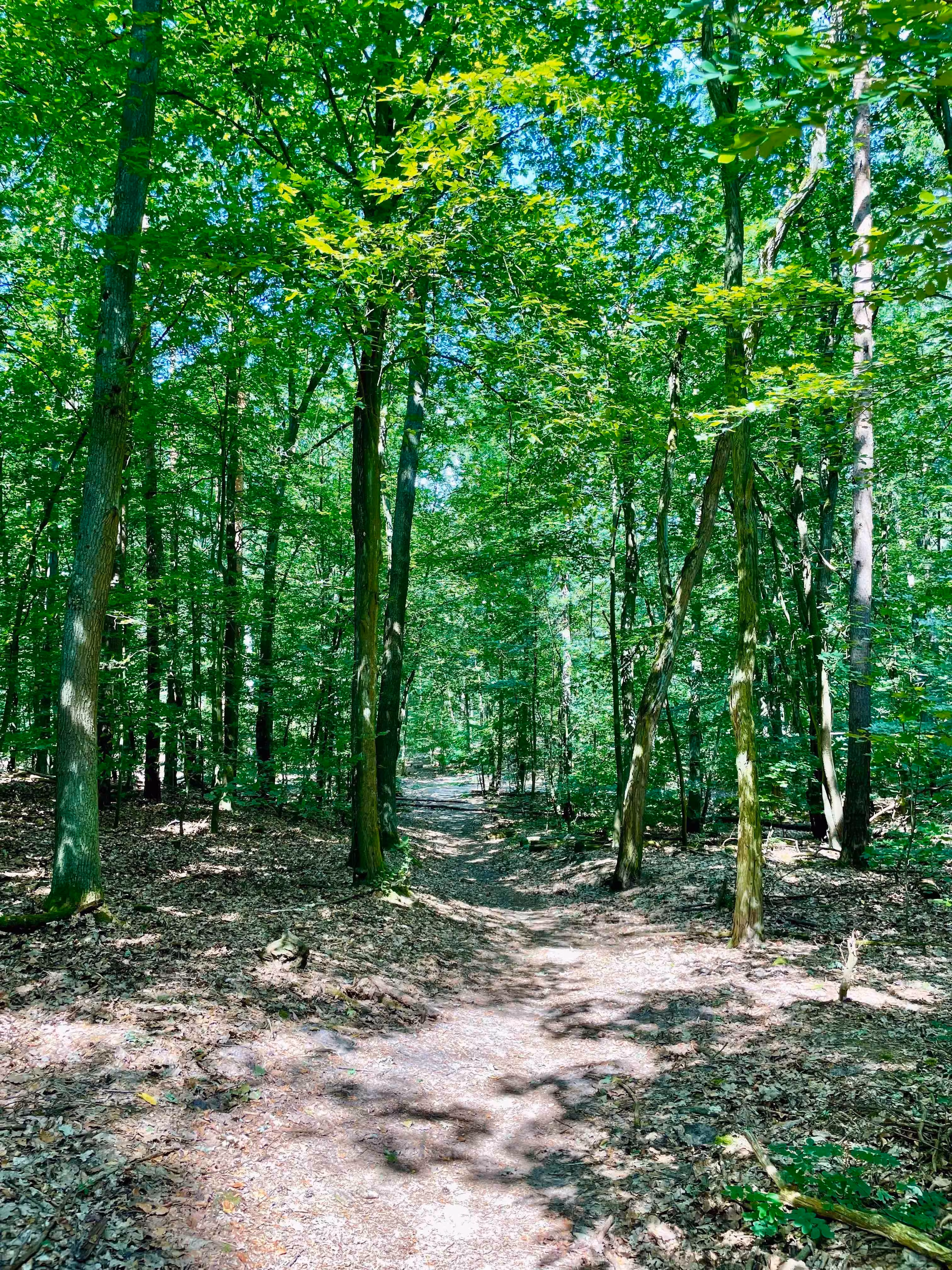Wald in der Ruppiner Schweiz, wo das Waldbaden-Retreat stattfindet