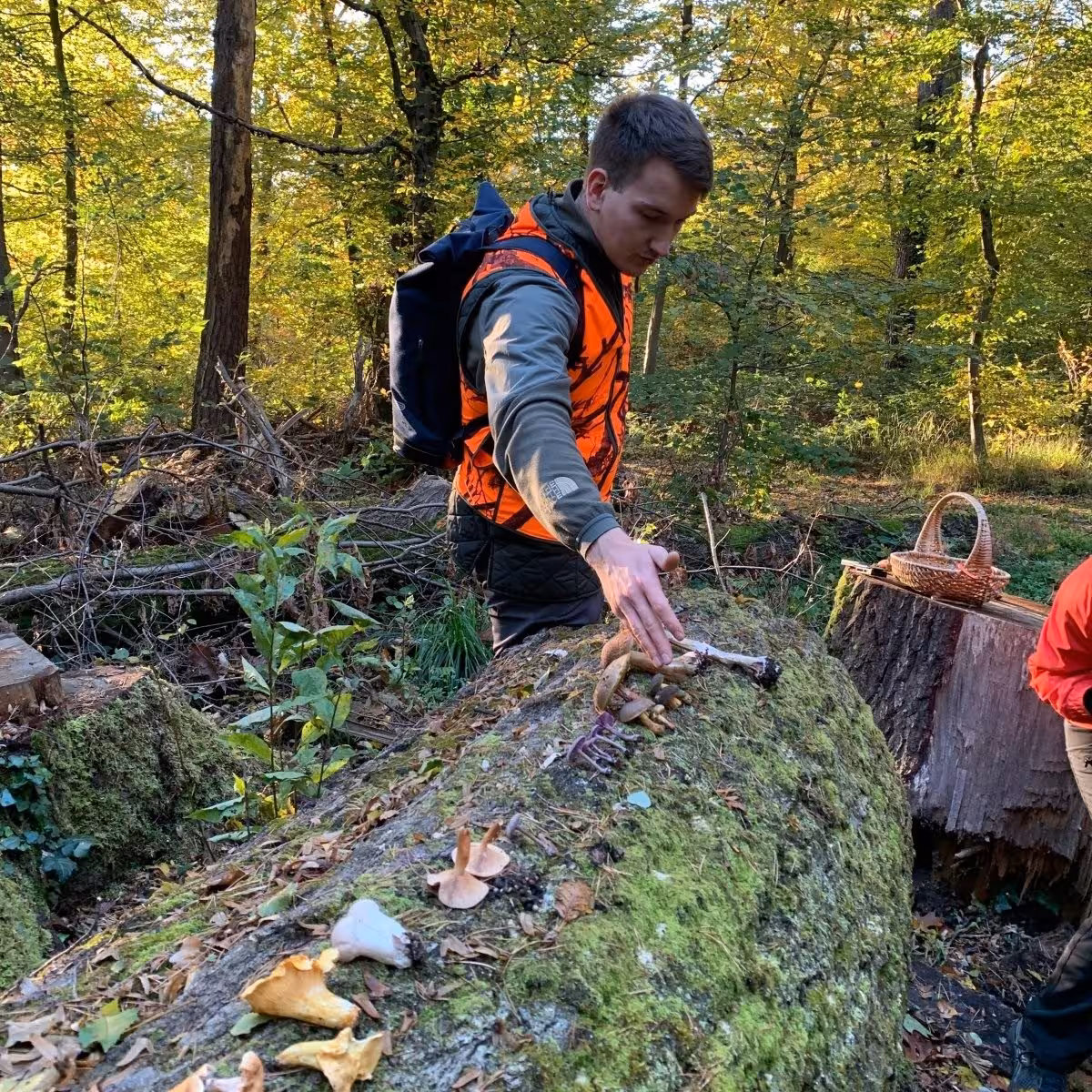 Ein Wildschytz-Guide bestimmt Pilze, die auf einem Baumstamm liegen