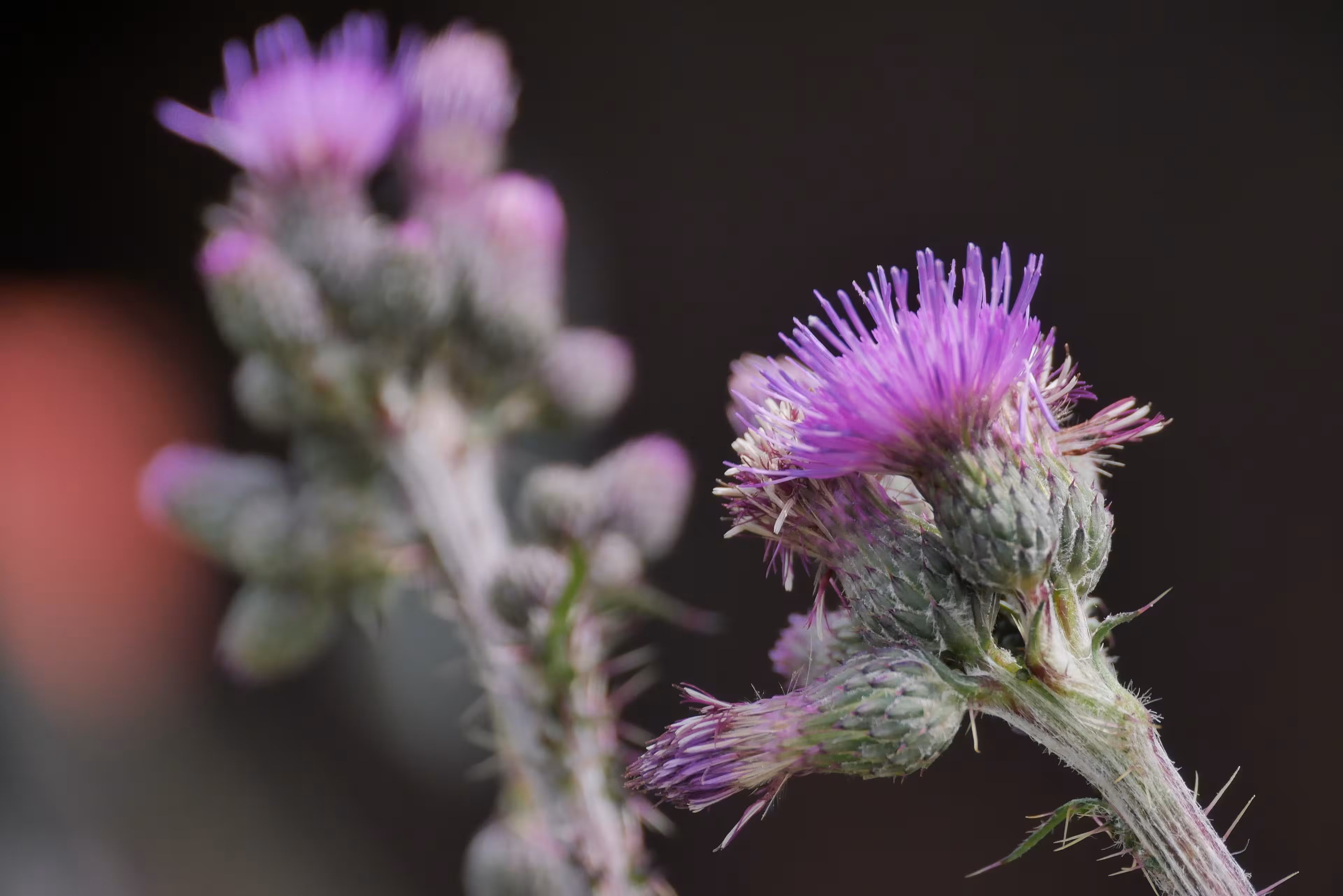 Nahaufnahme einer blühenden Distel