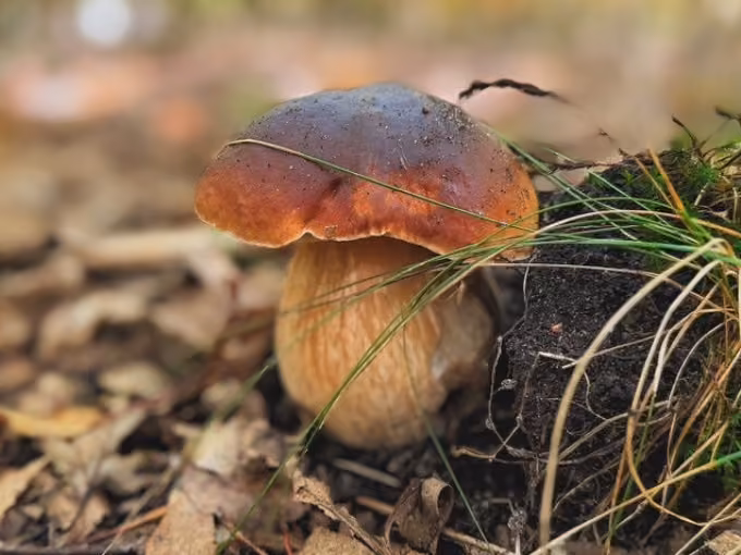 Zwischen Moos und Myzel: Pilzwanderung durch die Dübener Heide 