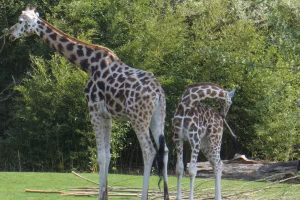 Wir können eine Blick nach Afrika machen, wenn wir am Zooschaufenster vorbei kommen.