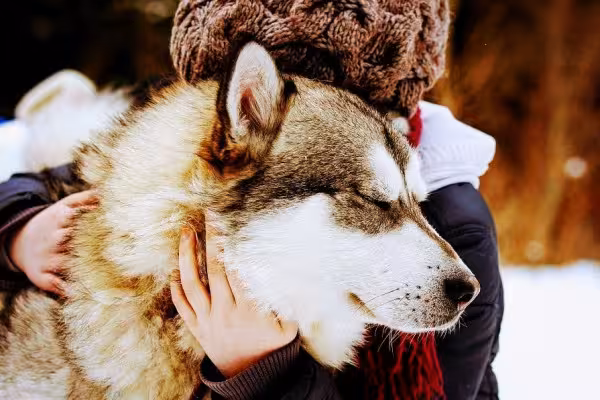 Adrenalintours Huskywanderung. 