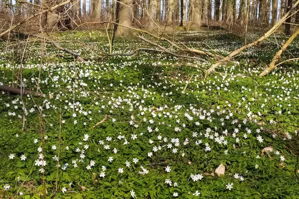Buschwindröschen im Frühjahr
