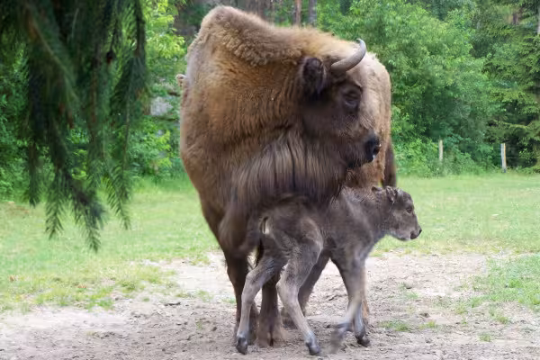 Wisent und Junges